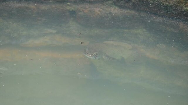 Snakehead or Channa orientalis fish. 
Channa&nbsp;is a&nbsp;genus&nbsp;of predatory&nbsp;fish&nbsp;in the&nbsp;family&nbsp;channidae, native to fresh water habitats in asia. Asiatic Snakehead slow motion video.