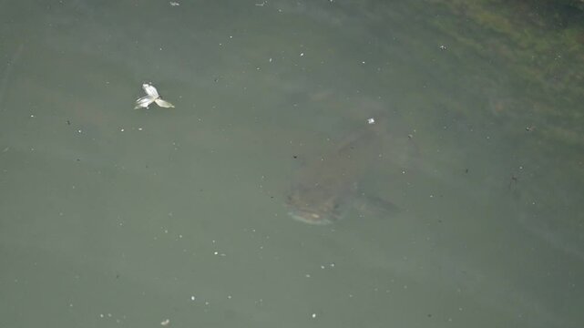 Snakehead or Channa orientalis fish. 
Channa&nbsp;is a&nbsp;genus&nbsp;of predatory&nbsp;fish&nbsp;in the&nbsp;family&nbsp;channidae, native to fresh water habitats in asia. Asiatic Snakehead slow motion video.
