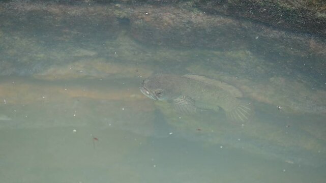 Snakehead or Channa orientalis fish. 
Channa&nbsp;is a&nbsp;genus&nbsp;of predatory&nbsp;fish&nbsp;in the&nbsp;family&nbsp;channidae, native to fresh water habitats in asia. Asiatic Snakehead slow motion video.