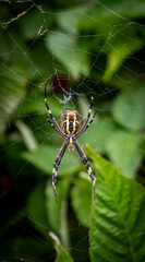 spider on the web