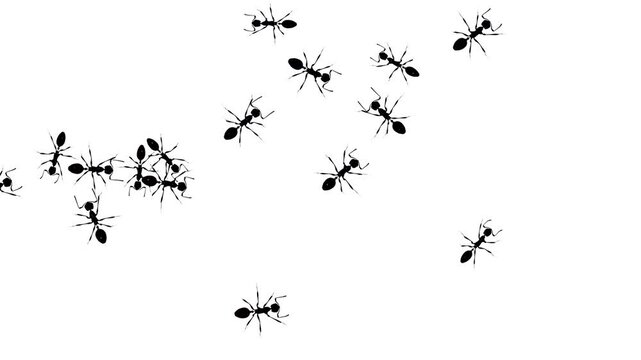 set of ants