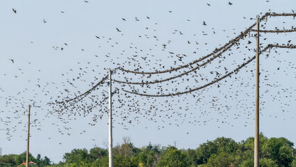 A large flock of starlings on the power lines