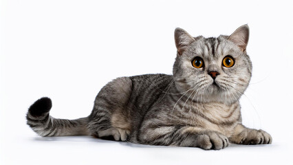 Obraz premium Scottish Straight cat standing on white background.