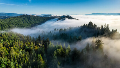  Spurse forest Aerial view from drone