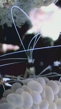 Witness the elegant movements of Stenopus hispidus as it explores a stunning coral reef. These shrimp play an essential role in maintaining the health of their underwater ecosystem
