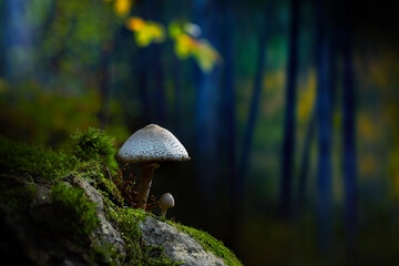 Mushrooms, one of nature's most beautiful creatures. Natural background.