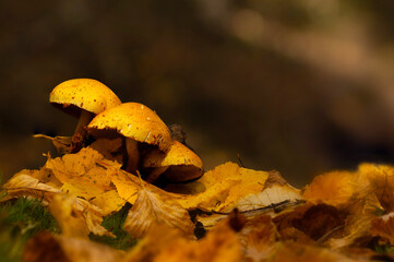 Mushrooms, one of nature's most beautiful creatures. Natural background.