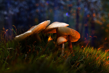 Mushrooms, one of nature's most beautiful creatures. Natural background.