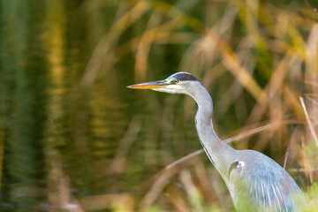 Autumn portrait of a grey heron (Ardea cinerea) in coastal vegetation
