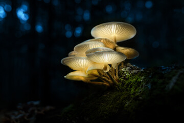  Leuchtende Pilze im Wald
