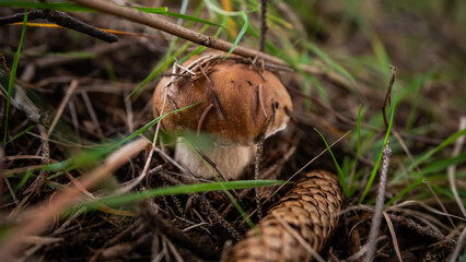 Obraz premium Porcini Mushroom Growing in the Forest