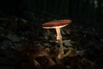 Leuchtender Fliegenpilz im Wald