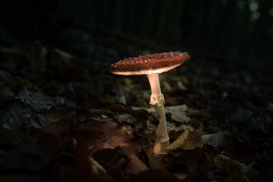 Leuchtender Fliegenpilz im Wald