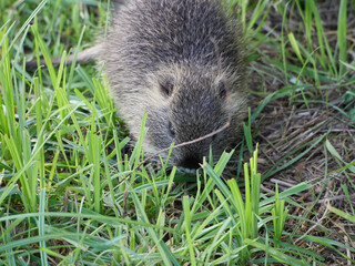 Nutria eating grass, Circeo National Park, Italy