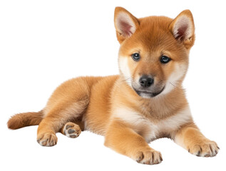 PNG Puppy mammal animal dog.