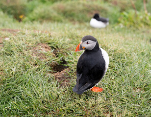 Puffin am Vogelfelsen in der Brutkolonie - Kecker Schulterblick