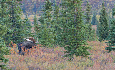 Barren Ground Caribou Bulls in Autumn in Denali National Park Alaska