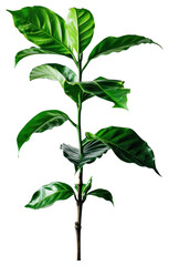 PNG Coffee plant annonaceae blossom flower.