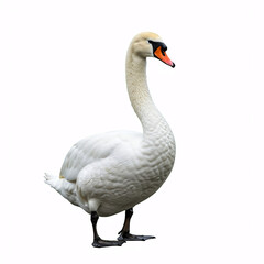 Obraz premium elegant white swan isolated on white background