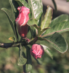 Close-up of adenium flower buds and green leaves, symbolizing growth and new beginnings. Vibrant adenium buds surrounded by lush green foliage, capturing nature's beauty. Fresh adenium buds and leaves