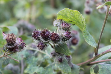 Burdock flowers on the lawn. Macro. Moscow. Russia.