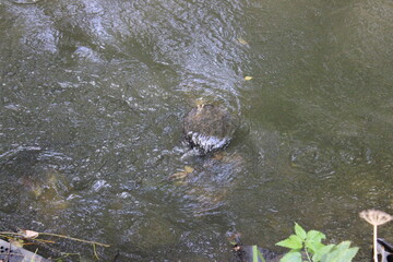 An old tree stump under water. Moscow. Russia.