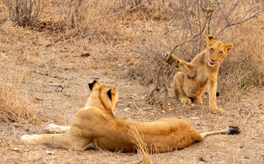 Lions in the Savannah, South Africa