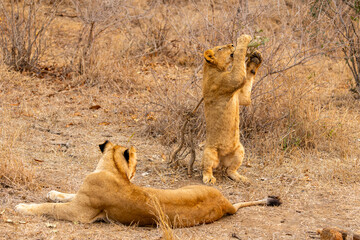 Lions in the Savannah, South Africa