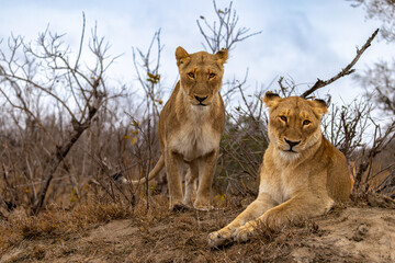 Lions in the Savannah, South Africa