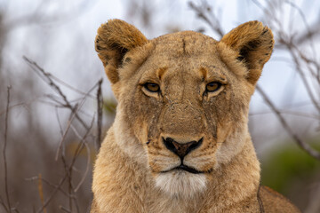 Obraz premium Lions in the Savannah, South Africa