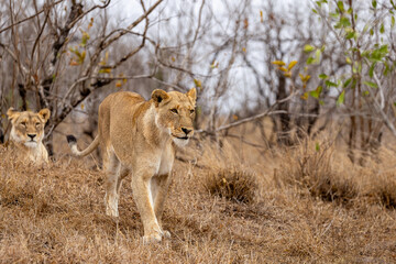 Fototapeta premium Lions in the Savannah, South Africa