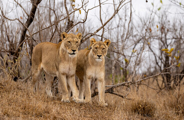 Lions in the Savannah, South Africa