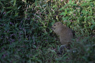 A cute little gray squirrel surrounded by a flower field
