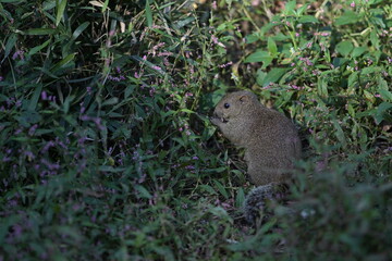 A cute little gray squirrel surrounded by a flower field