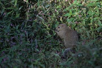 A cute little gray squirrel surrounded by a flower field