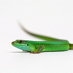 Fototapeta premium green lizard looking at camera on white background