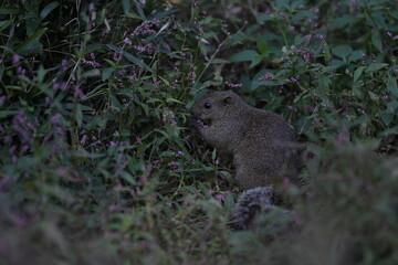 A cute little gray squirrel surrounded by a flower field