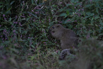 A cute little gray squirrel surrounded by a flower field