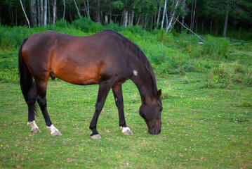 Dark Brown Horse Grazing in Tranquil Green Field