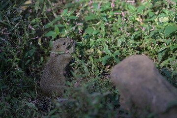 A cute little gray squirrel surrounded by a flower field