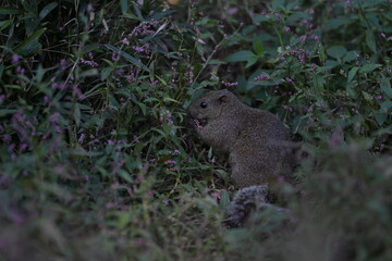 A cute little gray squirrel surrounded by a flower field