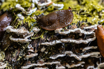 Obraz premium Close-up view of snails enjoying a meal on tinder mushrooms in the woods