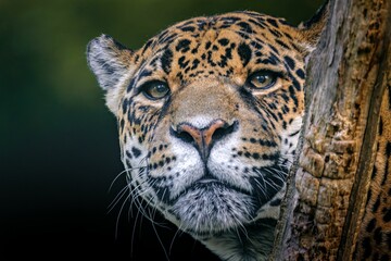 Obraz premium Jaguar peeking from behind a tree