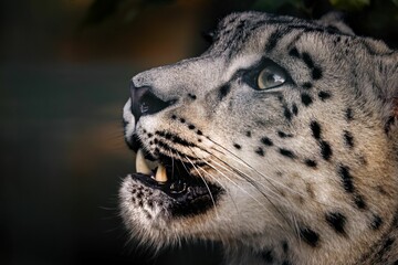 Close-up of a snow leopard looking upwards. © Wirestock