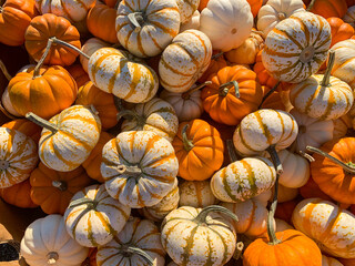 Pumpkin patch Halloween pumpkin picking. October fall harvest festival seasonal background