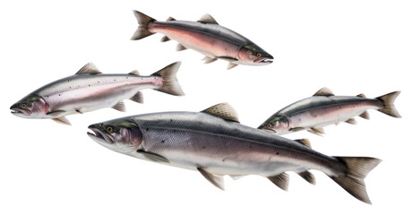 Fototapeta premium PNG Photo of flying salmons animal fish white background.