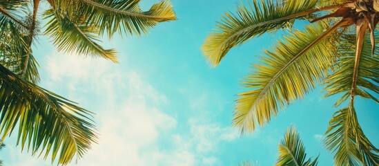 Upward angle view of coconut leaves against a fresh blue sky background at the beach. with copy space image. Place for adding text or design