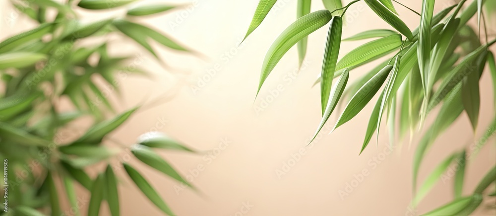 Poster young bamboo. with copy space image. place for adding text or design