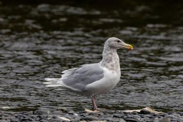 seagull on the beach