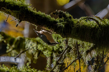 Red breasted nuthatch bird on a tree